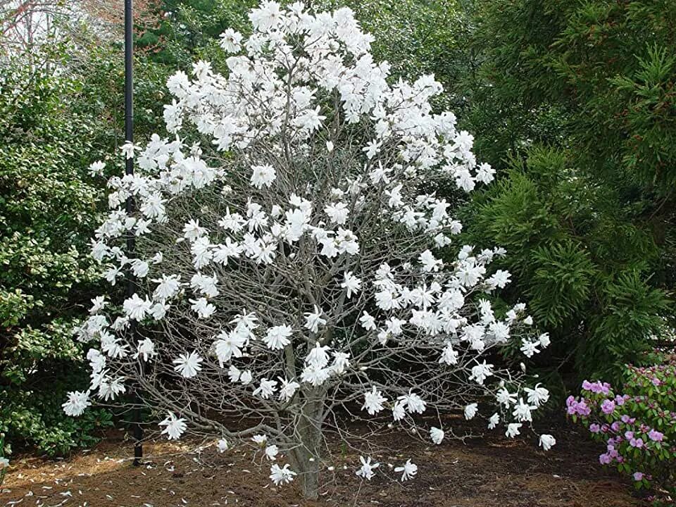 Магнолия звездчатая фото и описание кустарника Amazon.com: Saucer Magnolia Tree