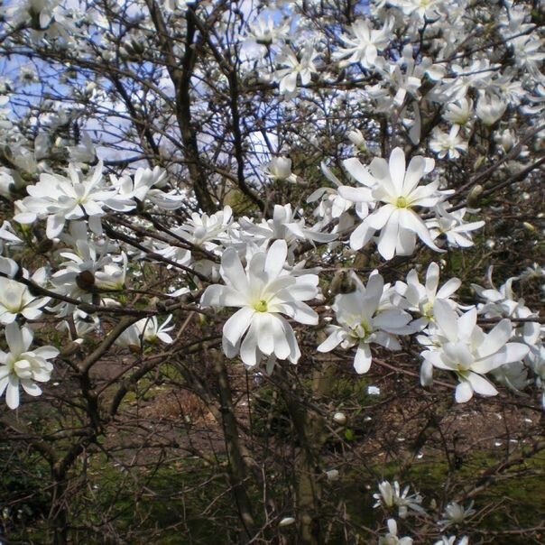 Магнолия звездчатая фото и описание кустарника Магнолия Звездчатая (Magnolia stellata) Книга растений Дзен