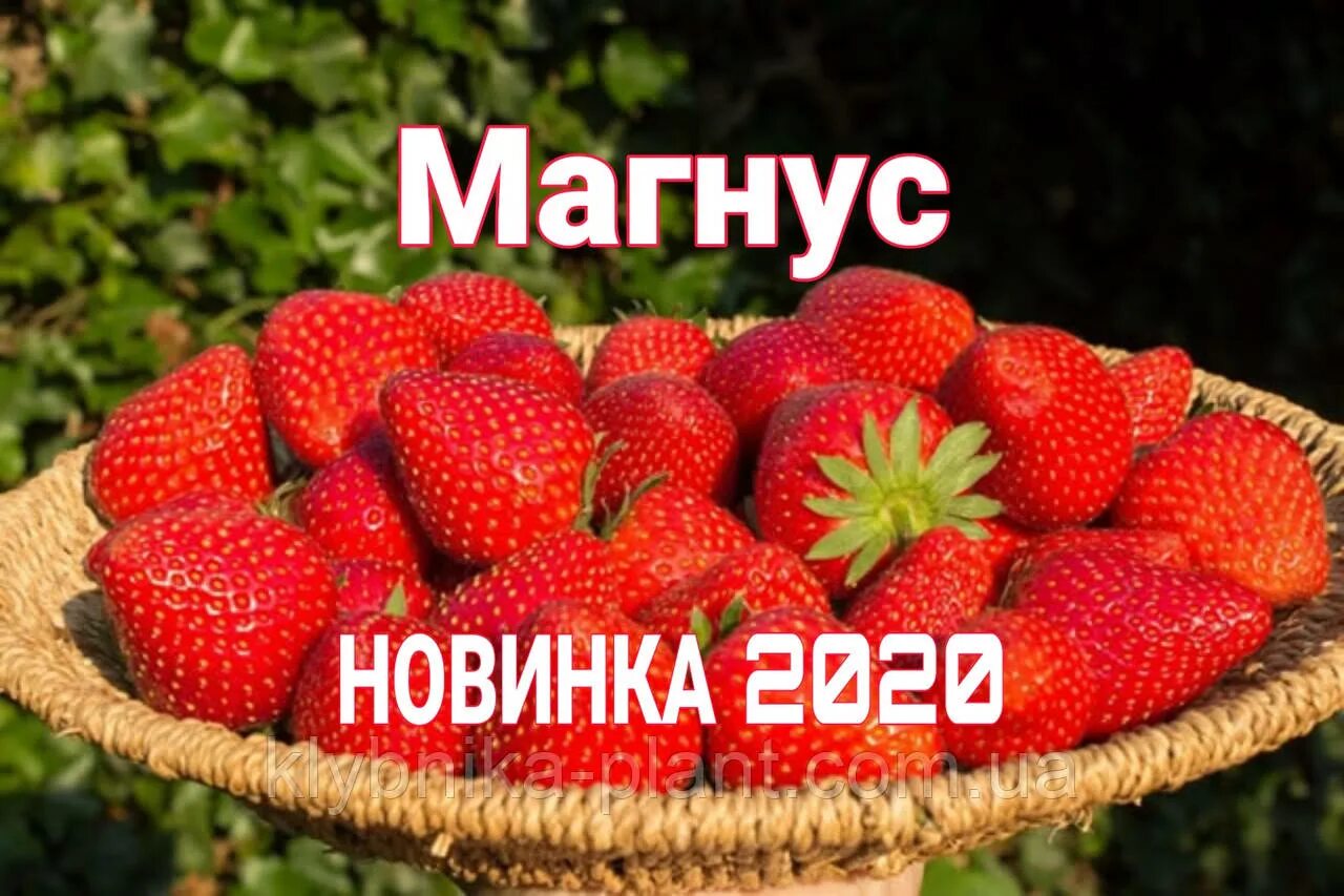 Магнус описание сорта фото отзывы садоводов Садовая Земляника Магнус Описание Сорта Фото Отзывы - Telegraph