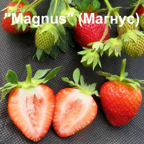 Магнус описание сорта фото отзывы садоводов Купить саженцы, рассаду клубники "Magnus" (Магнус) в Минске, в Беларуси, в Росси