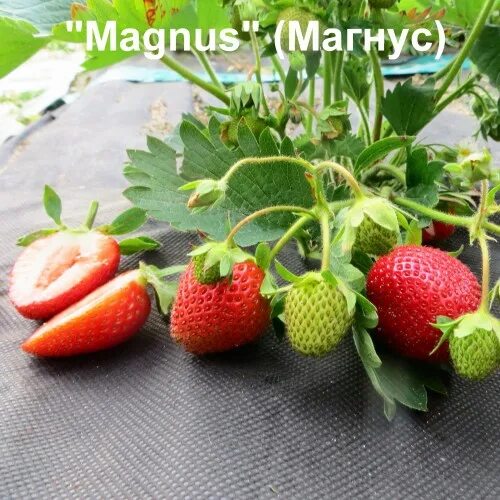 Магнус описание сорта фото отзывы садоводов Купить саженцы, рассаду клубники "Magnus" (Магнус) в Минске, в Беларуси, в Росси