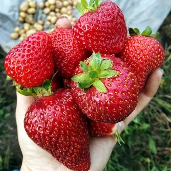 Магнус описание сорта фото отзывы садоводов Клубника Магнус купить саженцы в интернет магазине Сады-Эдема
