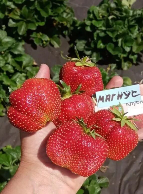 Магнус описание сорта фото отзывы садоводов Магнус, поздний, цена за 10шт. - Коммуна Флора