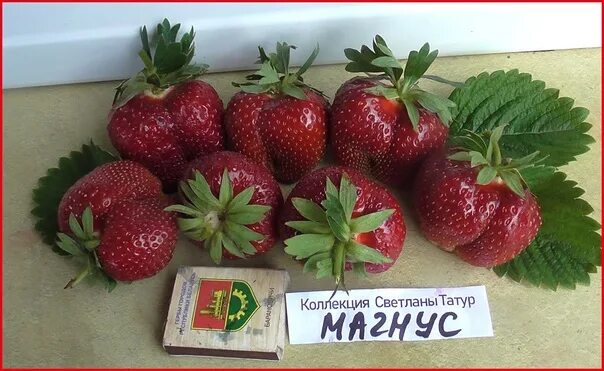 Магнус описание сорта фото отзывы садоводов Фотографии на стене сообщества - Фотография 1 127 из 1305 ВКонтакте