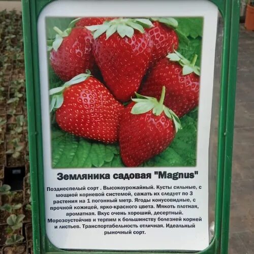 Магнус описание сорта фото отзывы садоводов Дероял: Садовая земляника в фотографиях Эко-фокус Фотогалерея природы на dia-log