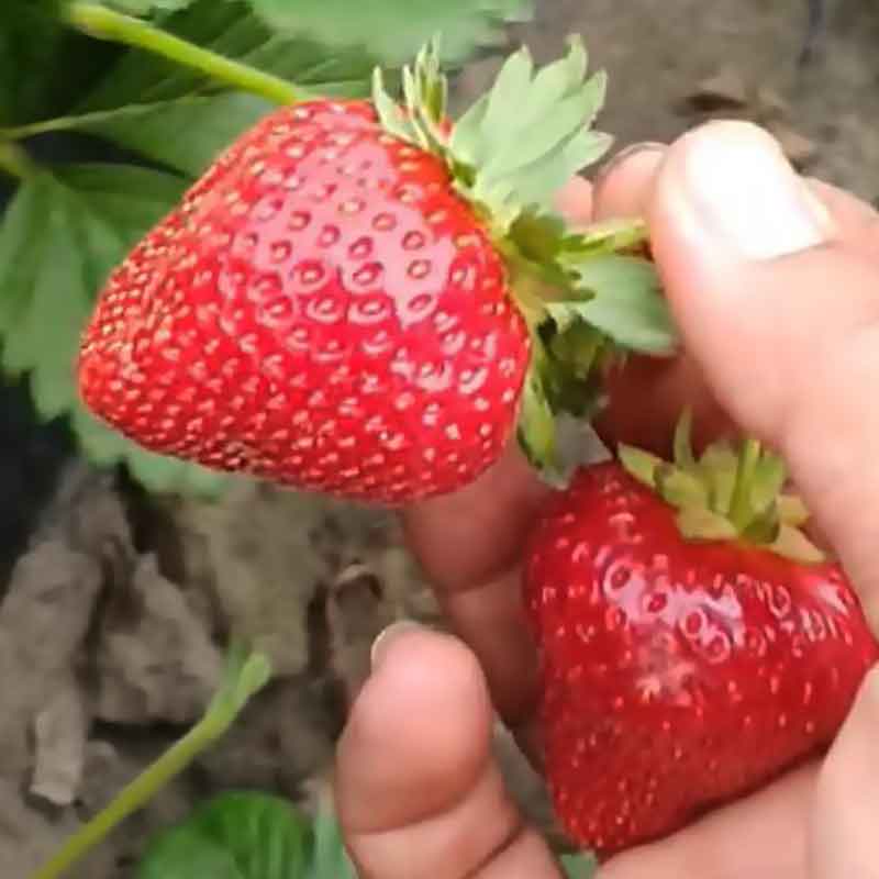 Магнус описание сорта фото отзывы садоводов Клубника сальса описание сорта фото отзывы садоводов