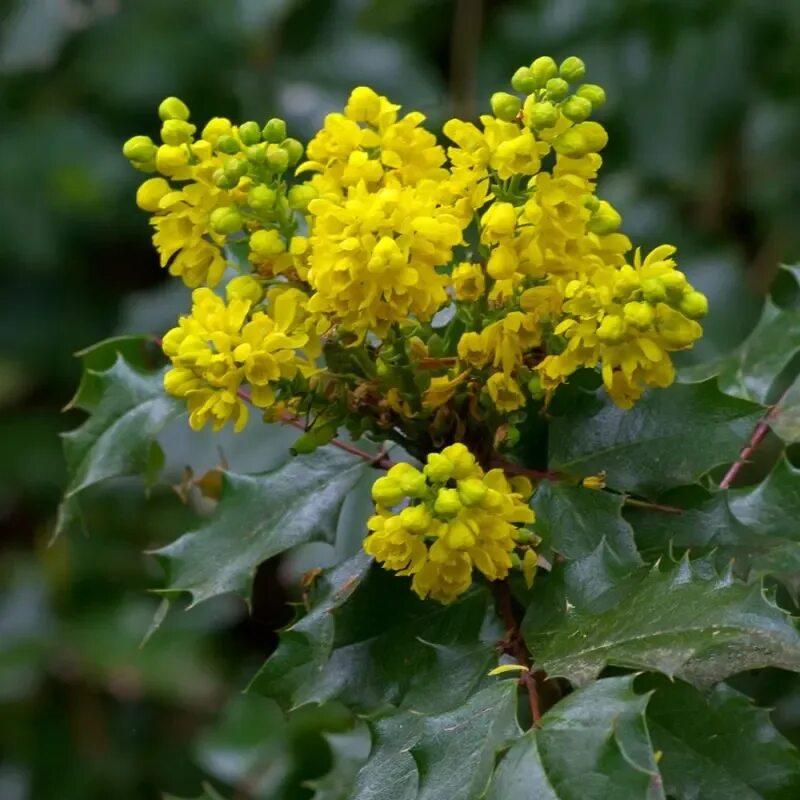 Магония фото и описание кустарника Магония падуболистная - (Mahonia aquifolium) СЕМЕНА 25шт + подарок AliExpress