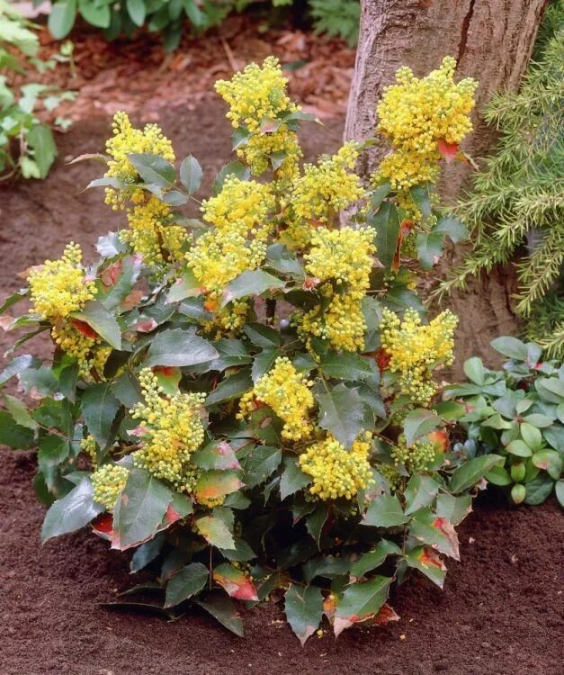 Магония фото и описание кустарника отзывы Саженцы Магония падуболистная купить в Москве и РФ. Описание сорта. Пункты самов