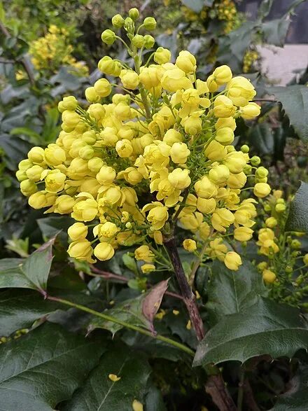 Магония фото и описание кустарника отзывы Mahonia pospolita - Wikipedia, wolna encyklopedia