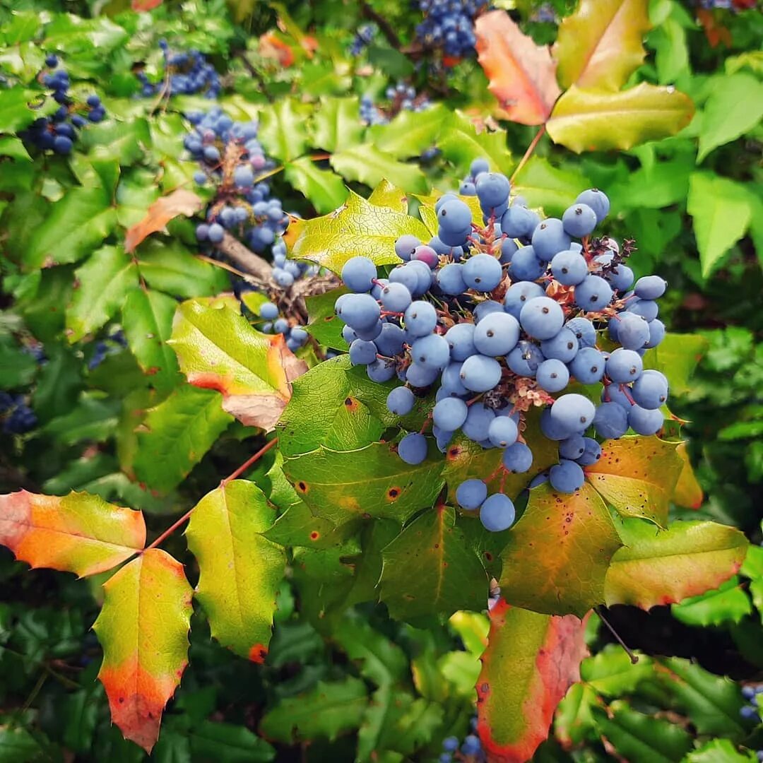 Магония фото и описание кустарника посадка МАГОНИЯ. 71