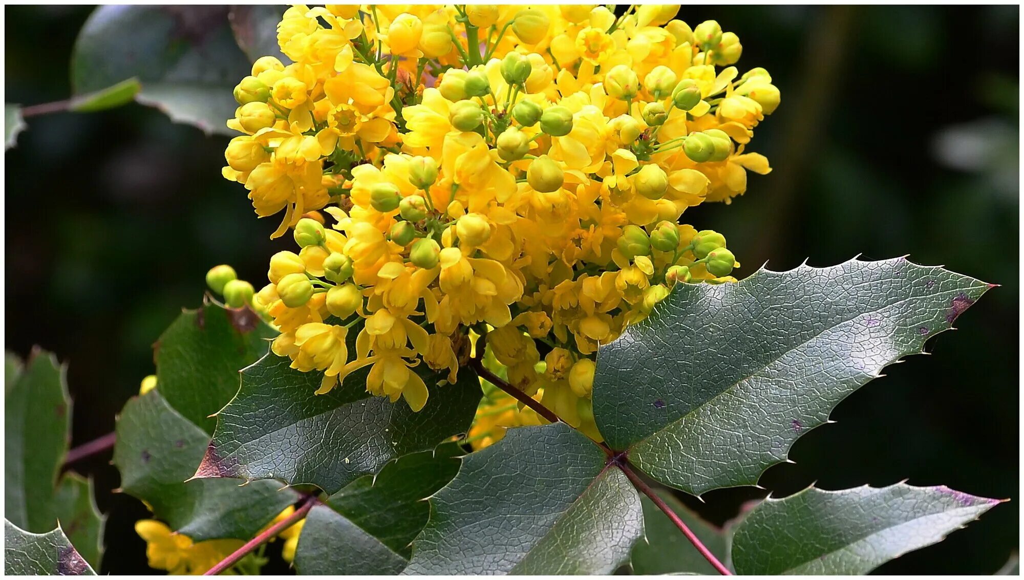 Магония фото и описание кустарника посадка Магония падуболистная (лат. Mahonia aquifolium) семена 25шт - купить по выгодной
