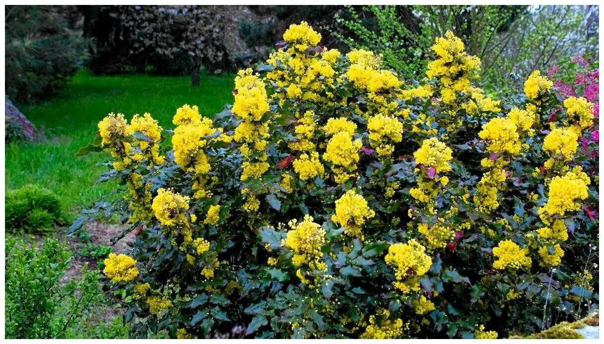 Магония фото и описание кустарника посадка Магония падуболистная (лат. Mahonia aquifolium) семена 25шт - купить по выгодной