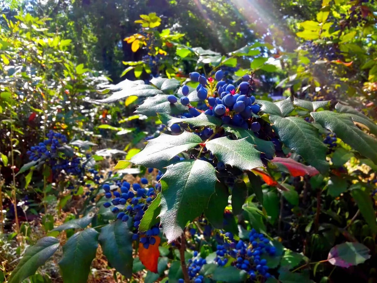 Магония фото и описание кустарника посадка уход Магония падуболистная (Mahonia aquifolium) - купите саженцы в контейнере в Красн