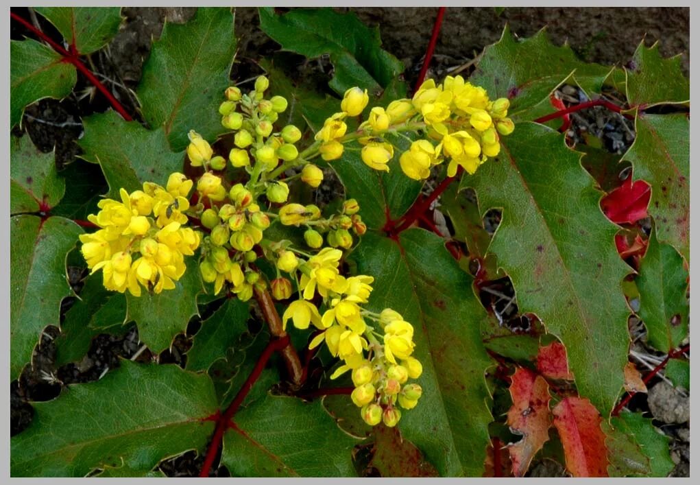 Магония фото описание посадка уход Магония Падуболистная (Mahonia Aquifolium): Фотообзор Натуралист Фотогалерея при