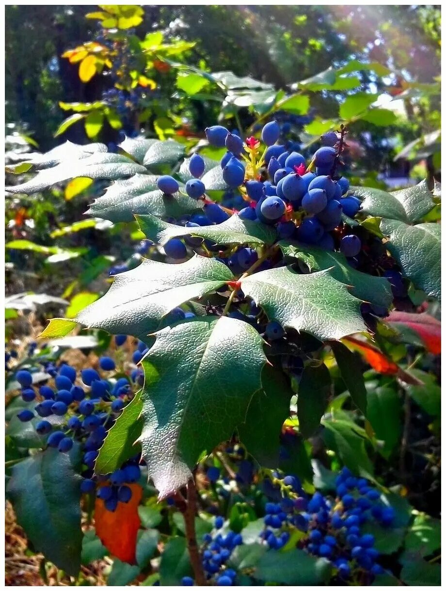 Магония фото ягод Семена Магония падуболистная (Mahonia aquifolium), 15 штук - купить в интернет-м