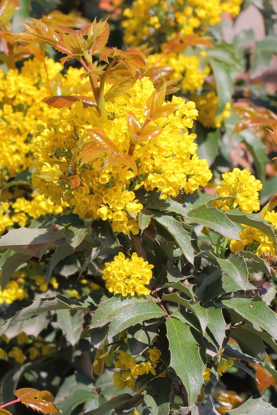 Магония кустарник фото и описание уход Mahonia aquifolium - Image of an specimen - Plantarium