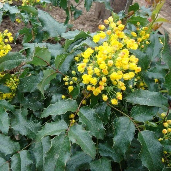 Магония кустарник фото и уход Магония падуболистная 30/60 Mahonia aquifolium (А) - саженцы купить в интернет-м