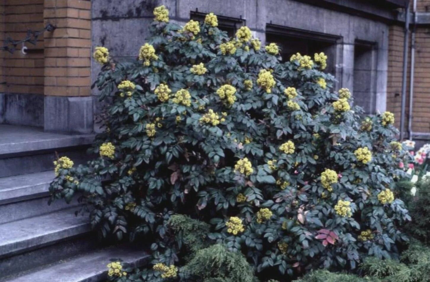 Магония кустарник фото и уход Mahonia aquifolium / Mahonia aquifolium - OnlinePlantGuide.com 5300 Plants, Gard