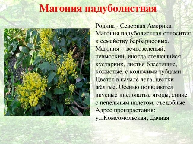 Магония падуболистная фото и описание кустарника Растения-интродуценты. Виртуальная экскурсия - биология, уроки