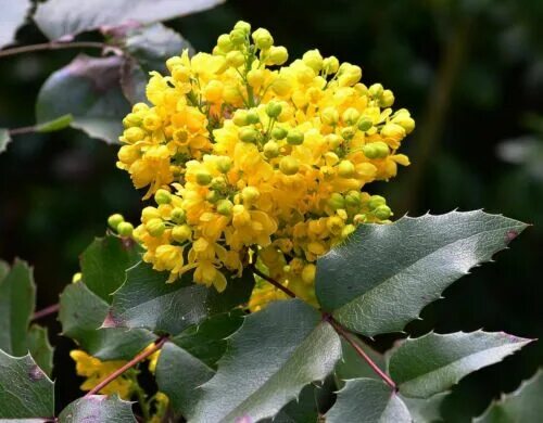 Магония падуболистная фото и описание кустарника посадка Oregon Grape Holly Seeds Mahonia Aquifolium Flower Small Shrub Pot - 200 Seeds e