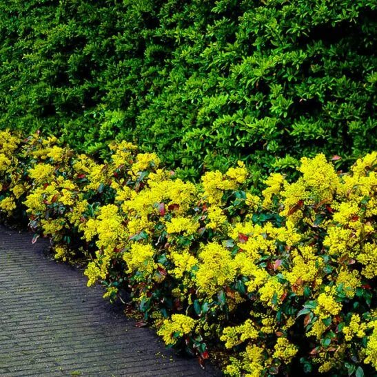 Магония падуболистная фото посадка Oregon Grape Holly Aménagement jardin ombragé, Plante ombre, Jardins