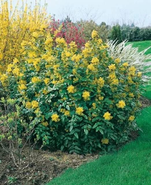 Магония падуболистная фото в ландшафтном Mahonia Aquifolium Giardino d'inverno, Progettazione di cortili, Giardini perenn