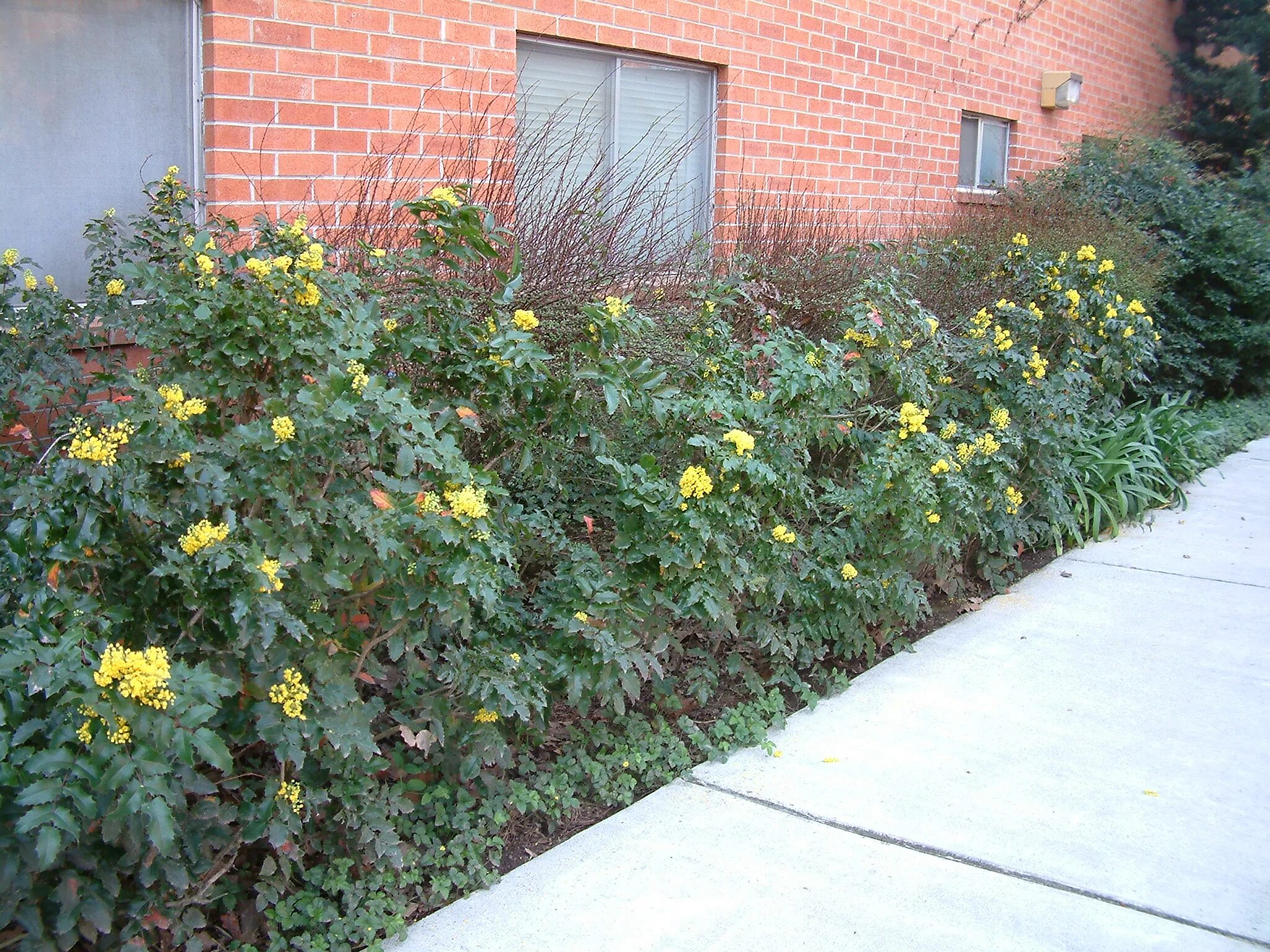 Магония падуболистная фото в ландшафтном Mahonia aquifolium - Oregon Grape PlantMaster