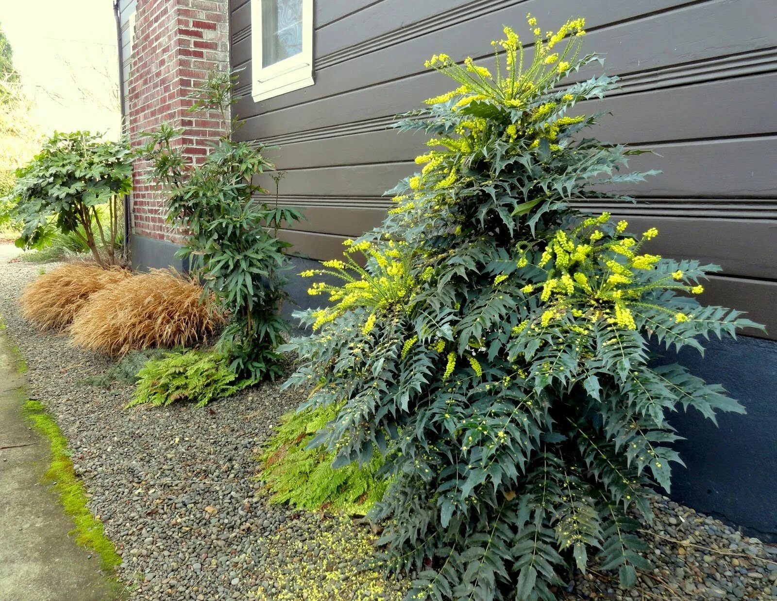 Магония падуболистная фото в ландшафтном ЭКСКЛЮЗИВЫ : Mahonia aquifolium Smaragd-Магония падуболистная Смарагд