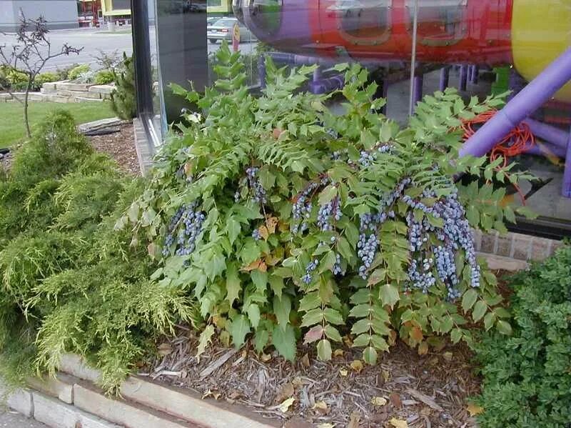 Магония в ландшафтном дизайне Mahonia Plants, Garden, Shades