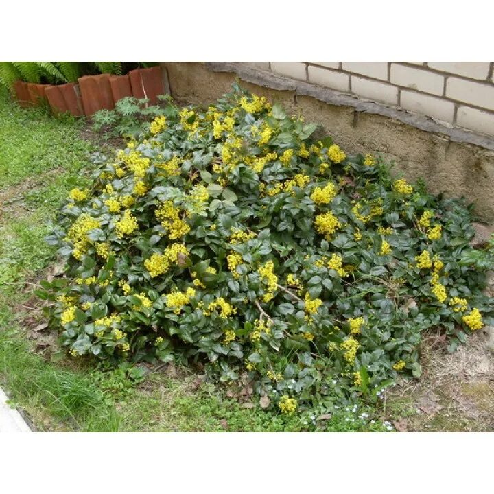 Магония в ландшафтном дизайне Магония ползучая Mahonia repens купить в Москве саженцы из питомника Greenpoint2