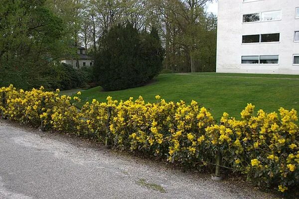Магония в ландшафтном дизайне Магония/Mahonia - Декоративно-лиственные кустарники - Садовый центр ЛЕТО