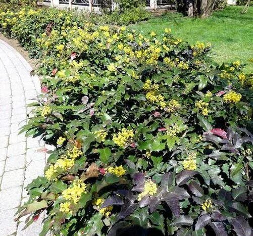 Магония в ландшафтном дизайне фото Декоративные растения Магония - купить в Симферополе, цена 240 руб., дата размещ