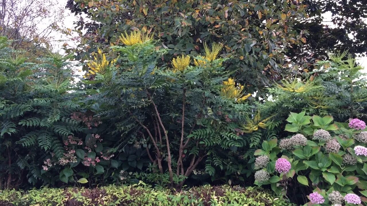 Магония в ландшафтном дизайне фото Mahonia (Mahonia aquifolium) - shrub - October 2017 - YouTube