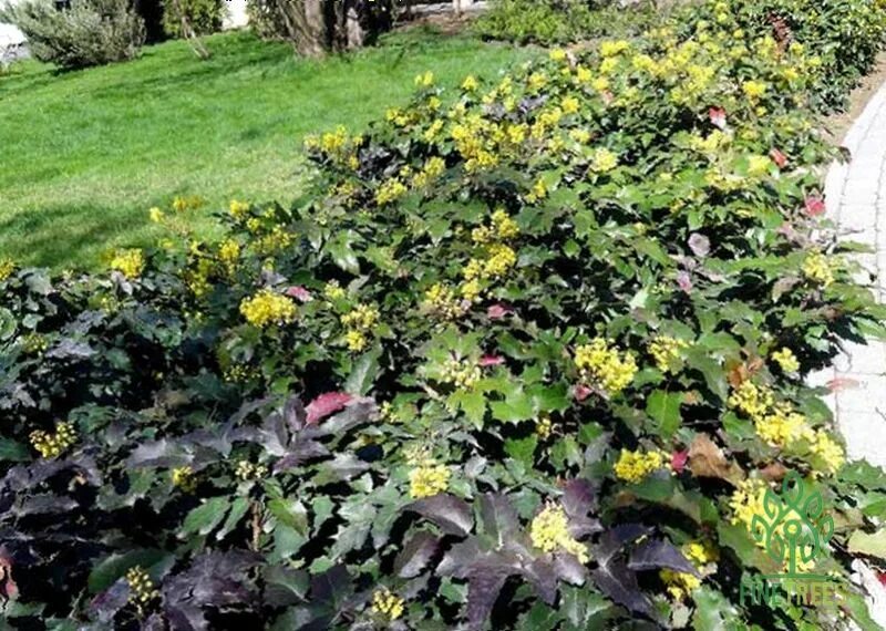 Магония в ландшафтном дизайне фото Магония падуболистная купить в питомнике Fine Trees - Ваш питомник растений