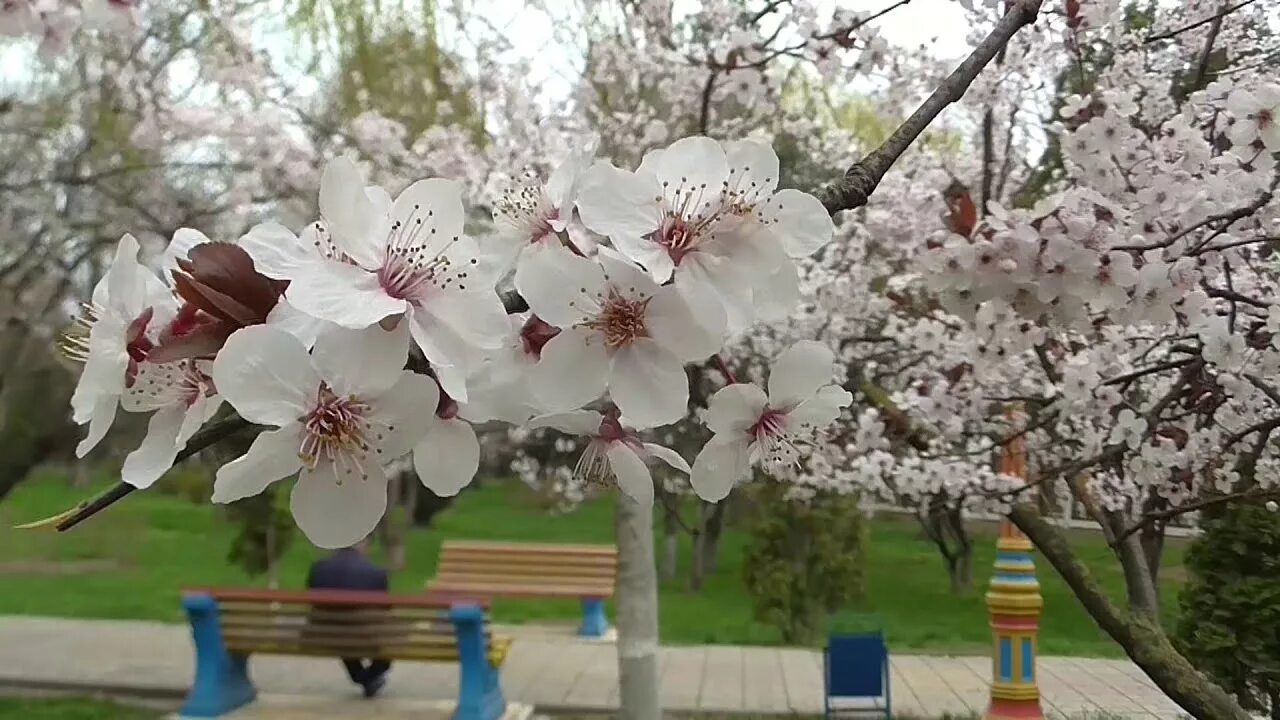 Махачкала весной фото Аллея Дружбы. Махачкала. Весна 2018 - YouTube
