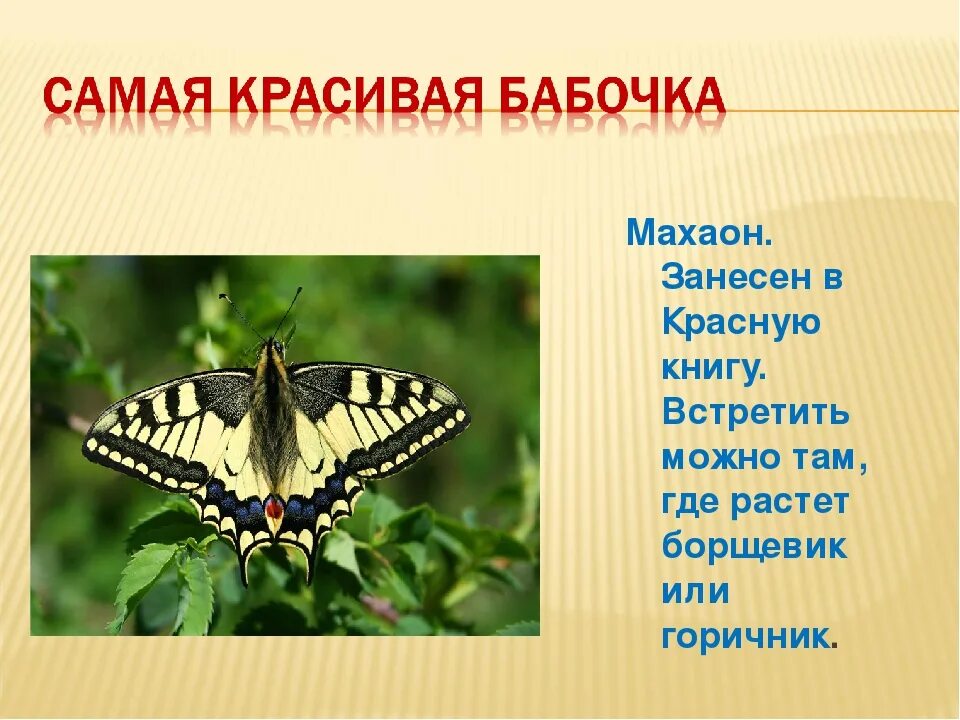 Махаон бабочка фото и описание Бабочки окружающий 2 класс рабочая