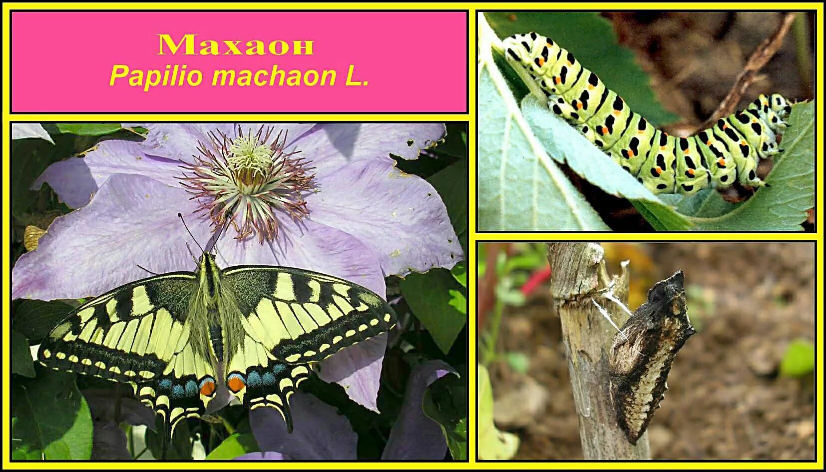 Махаон бабочка фото и описание MacroID.RU - Махаон
