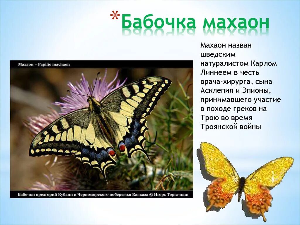 Махаон бабочка фото и описание Жизнь бабочек: особенности образа жизни и их роль в биологии. Учебный A0A