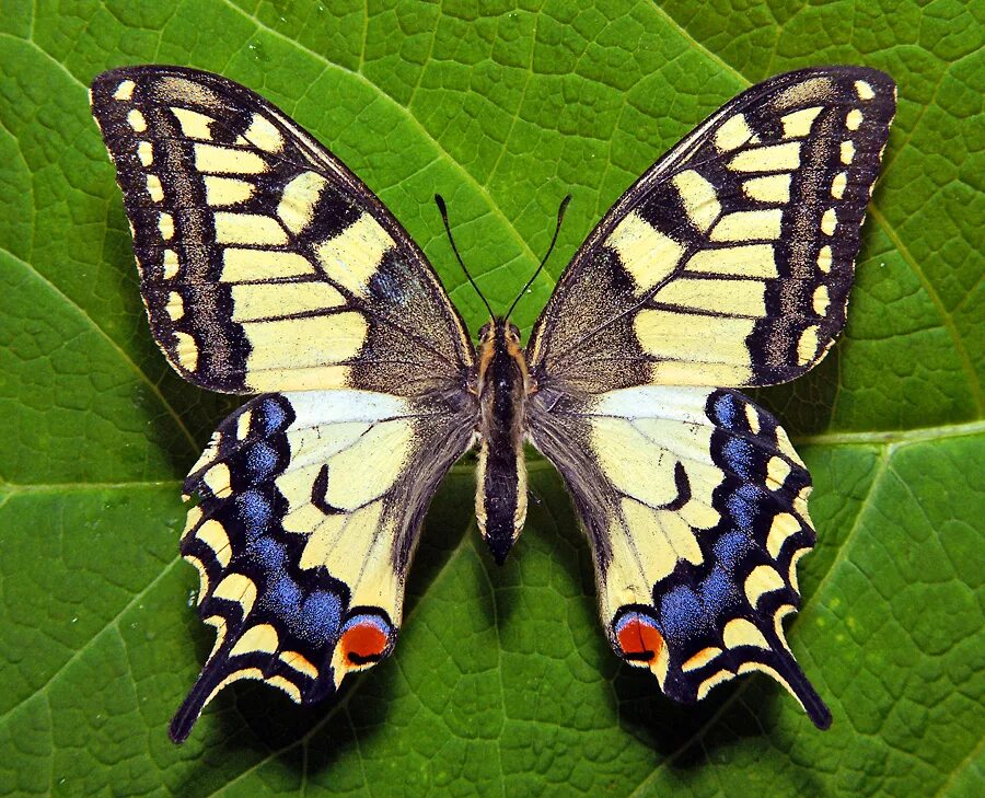 Махаон бабочка фото и описание Состояние популяций махаона (Papilio machaon Linnaeus, 1758) в Ханты-Мансийском 