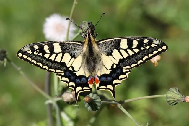 Махаон бабочка фото и описание File:Swallowtail Butterfly (Papilio machaon) - geograph.org.uk - 854088.jpg - Wi