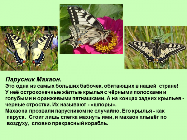 Махаон бабочка фото и описание Презентация Разнообразие бабочек - скачать бесплатно pptx