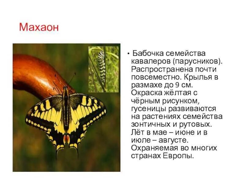 Махаон бабочка фото и описание Махаон краткое описание
