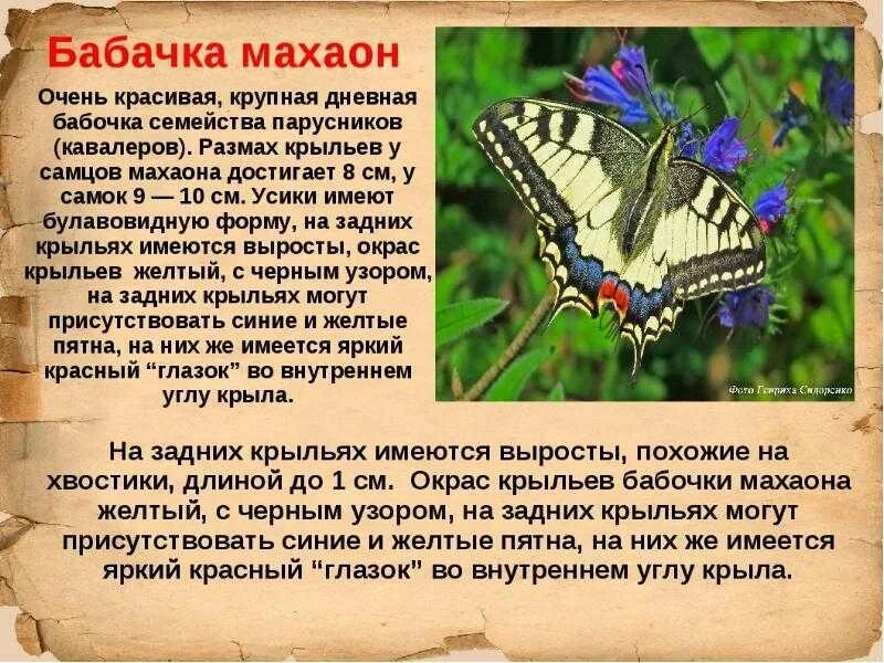 Махаон бабочка фото и описание Exploring the World of Butterflies Together: Fascinating Facts and Activities fo