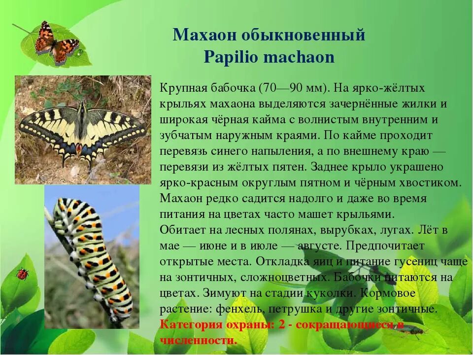 Махаон бабочка фото и описание Бабочка махаон описание