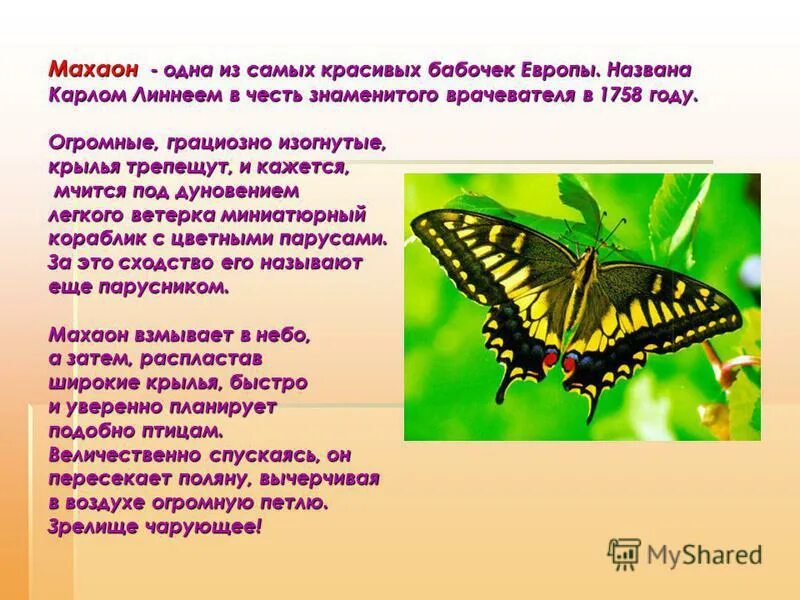 Махаон бабочка фото и описание Бабочки фото и описание и название: найдено 85 изображений