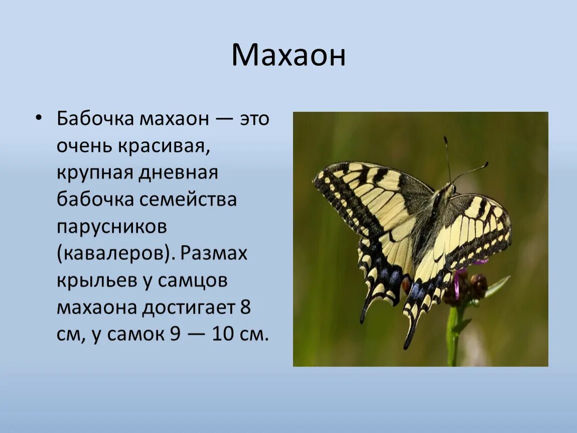 Махаон бабочка фото и описание Презентация по окружающему миру на тему "Бабочки"