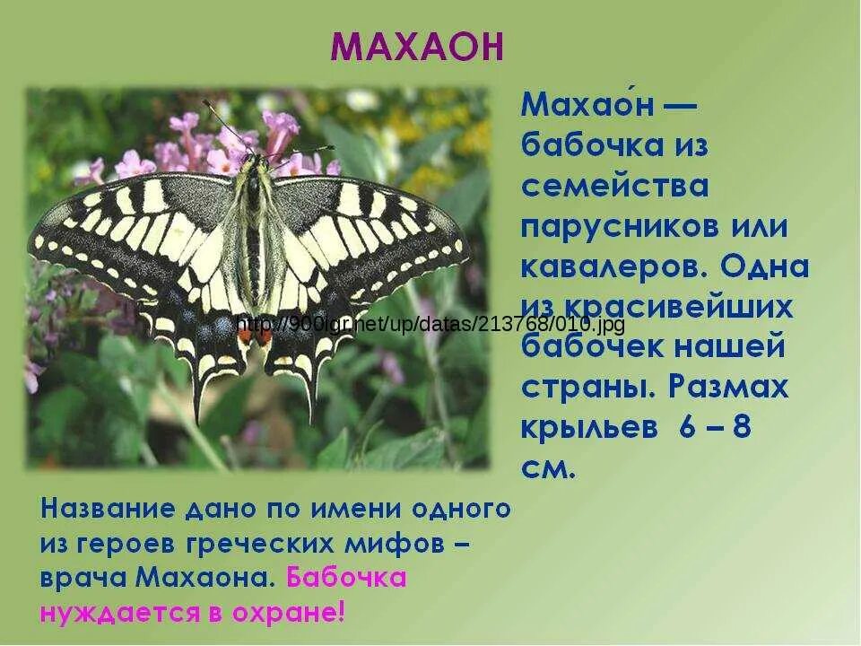 Махаон бабочка фото и описание Unusual facts about butterflies: an introduction to the diverse world of these g