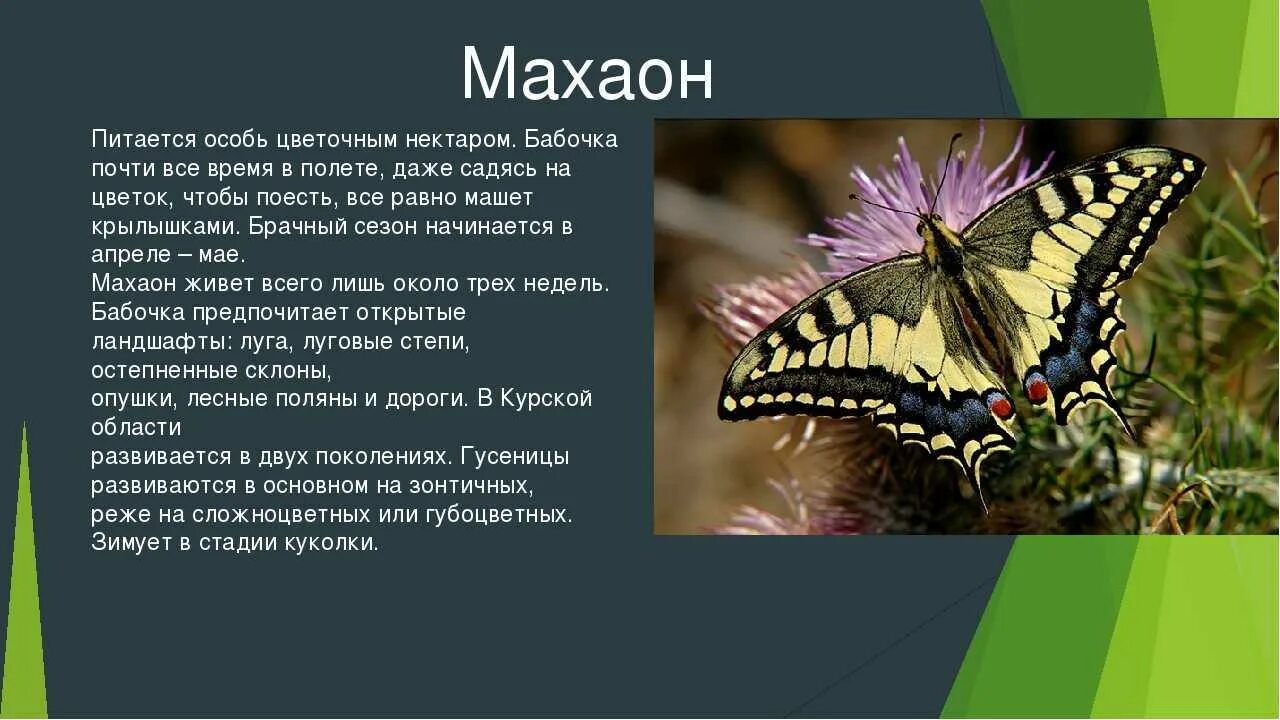 Махаон бабочка фото и описание Butterflies: amazing facts and their importance for the world around us