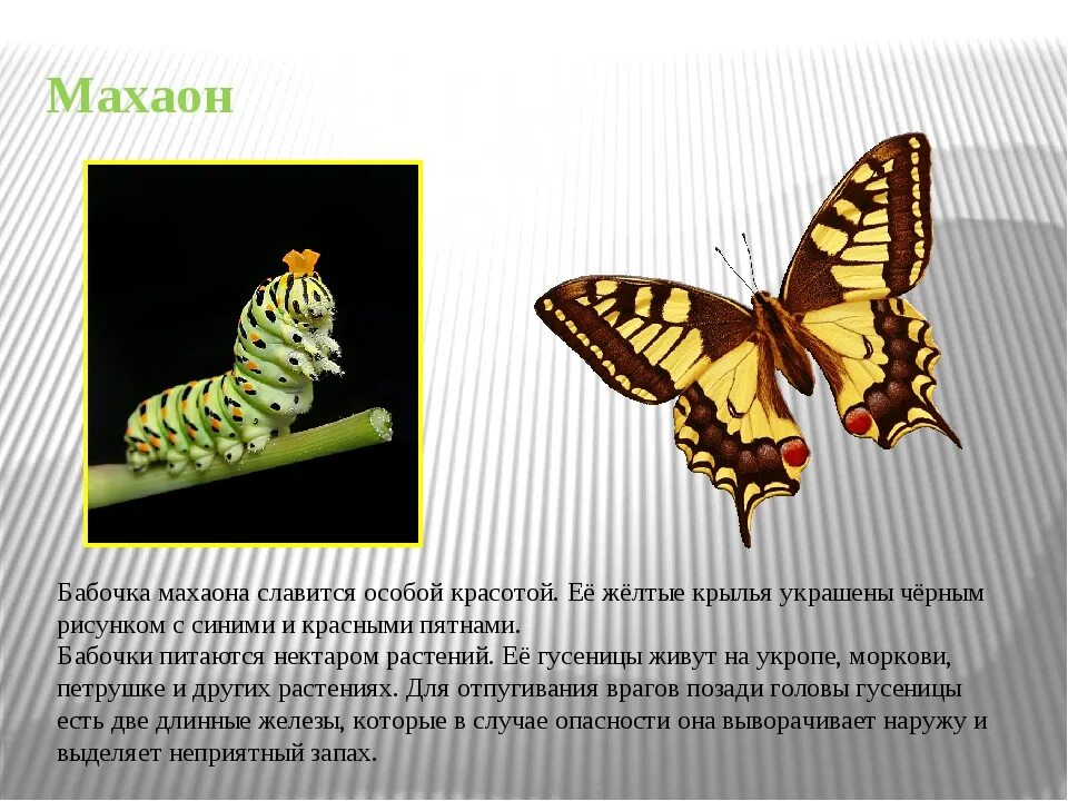 Махаон бабочка фото и описание Махаон краткое описание