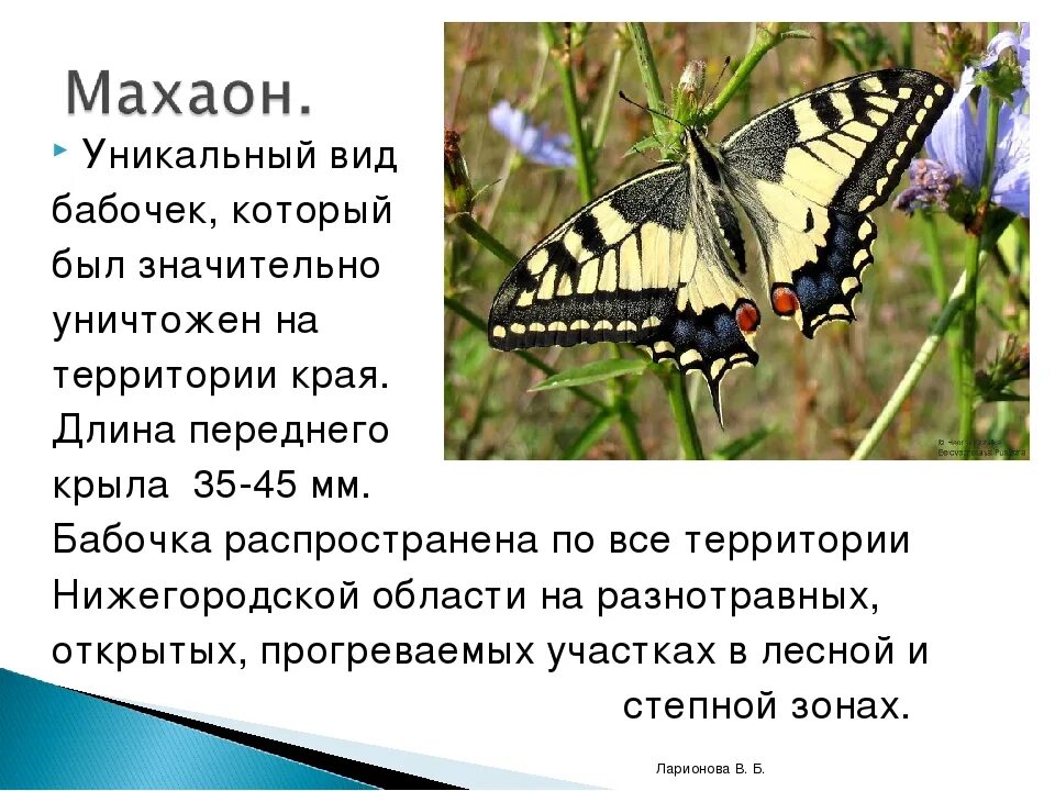Махаон бабочка фото и описание Картинки БАБОЧКА ВНЕСЕННАЯ В КРАСНУЮ КНИГУ